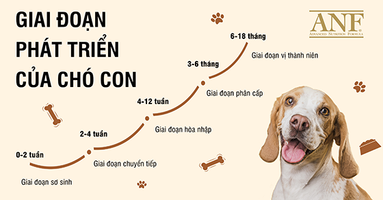 Giai đoạn phát triển của chó con bạn cần biết